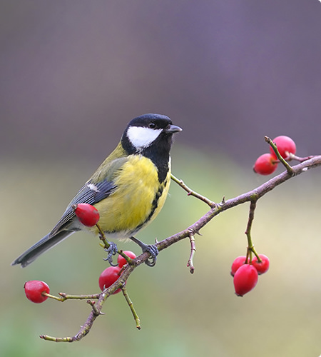 野鳥観察会