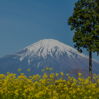 御殿場から望む富士山と菜の花畑