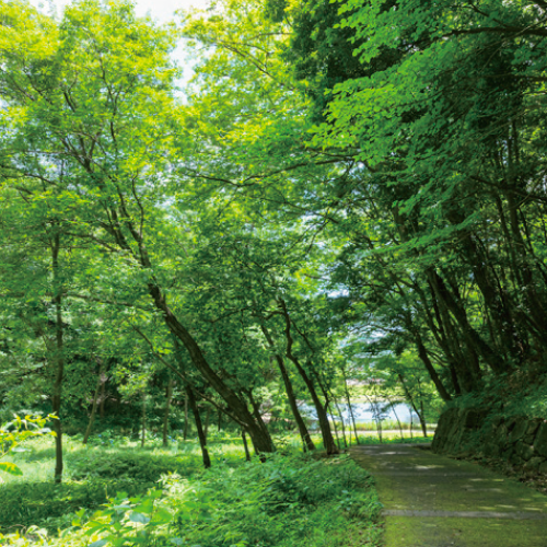 保存緑地
