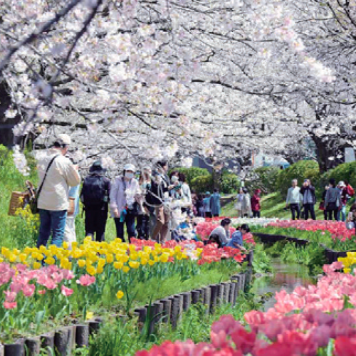 桜とチューリップが咲く緑道の風景