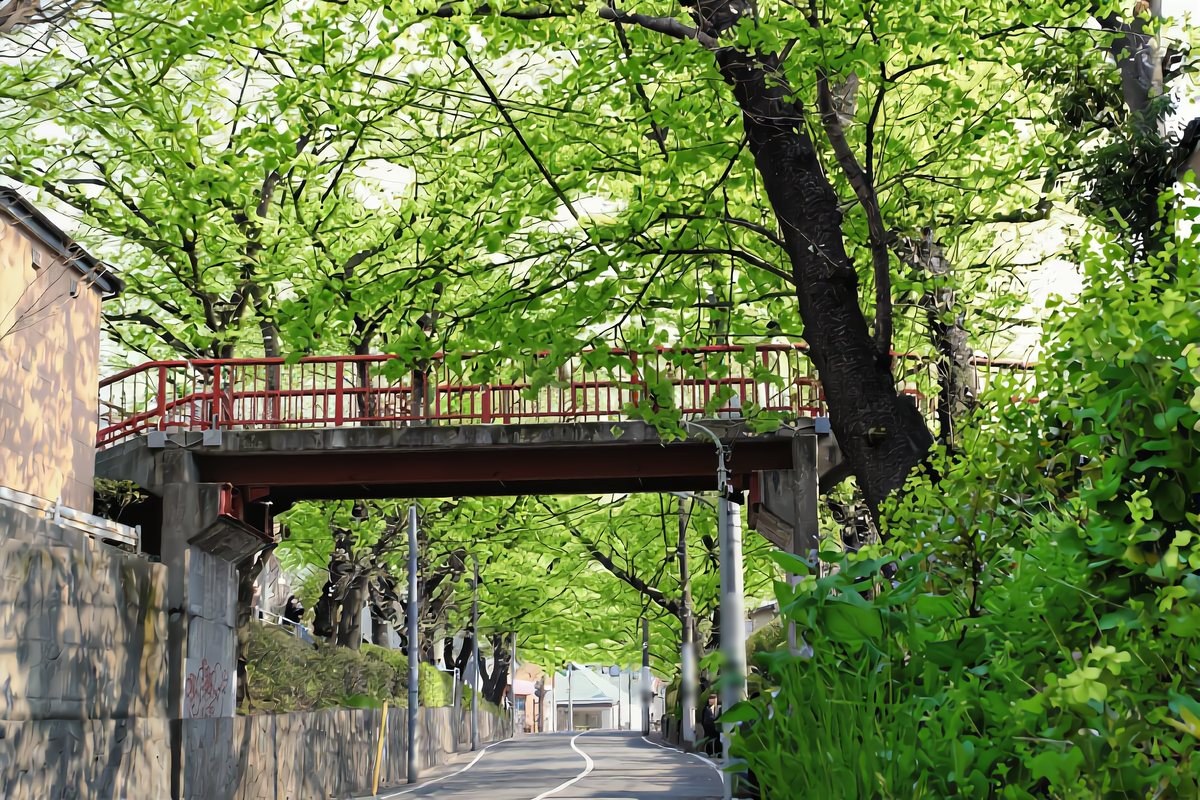 桜坂・新緑