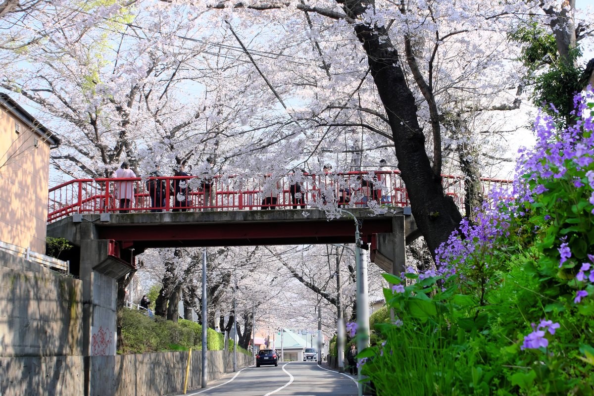 桜坂・春