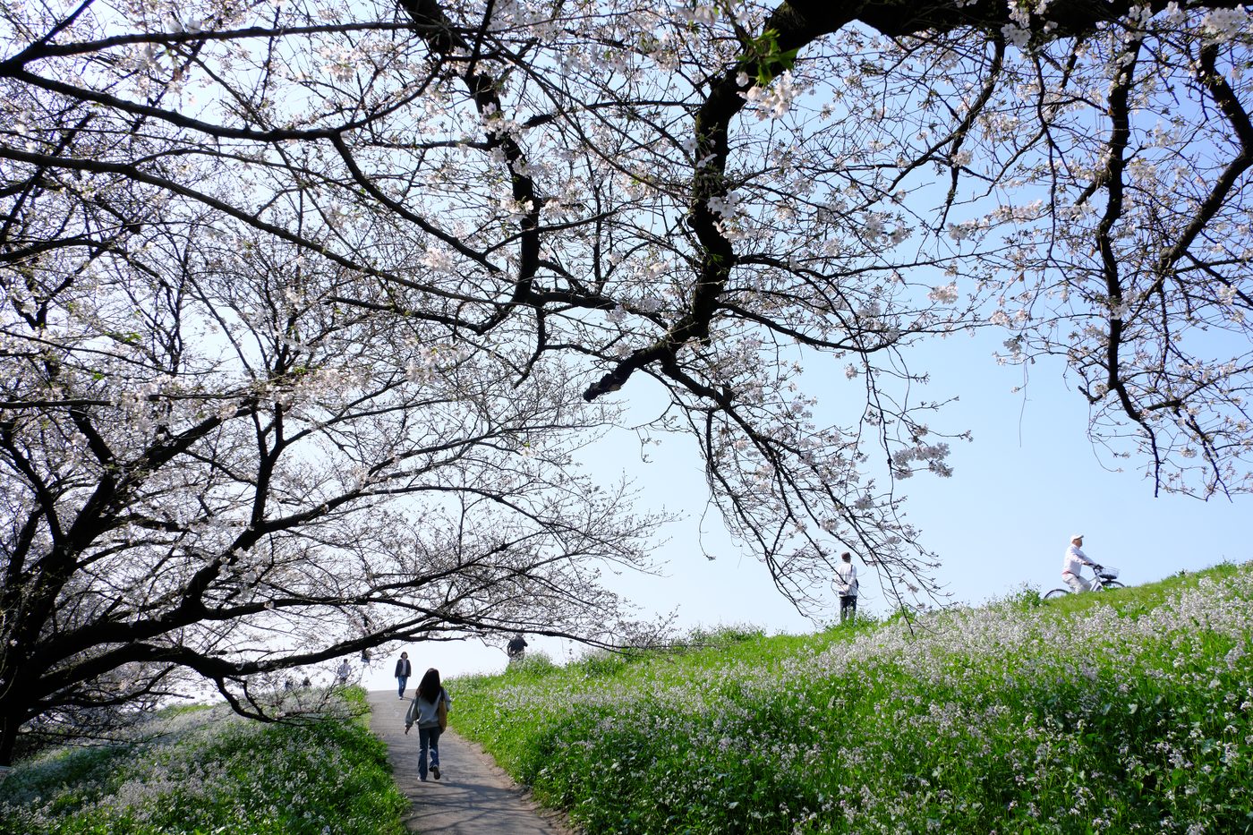 多摩川土手の桜並木