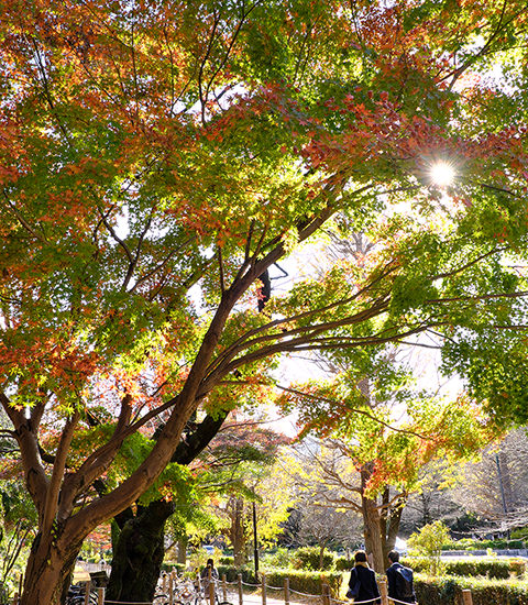 大学通り